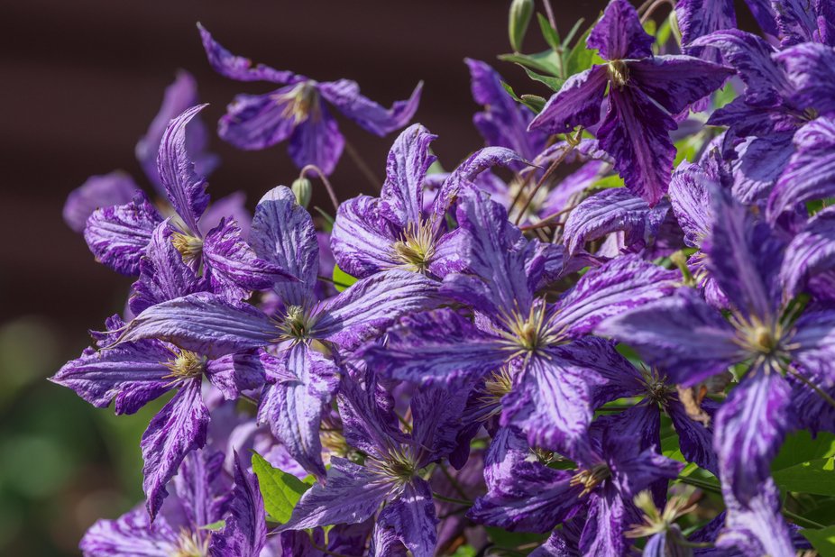 Clematis Tie-Dye