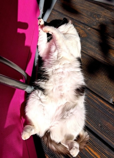 My cat Merle enjoying the sun