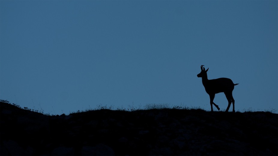 Chamois silhouette