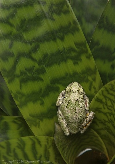 Tree Frog on Bromeliad