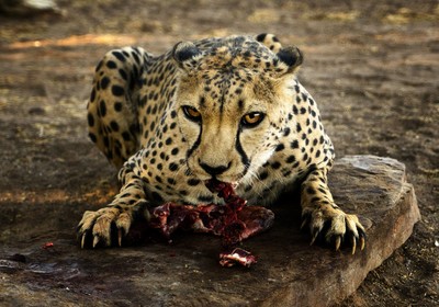 cheetah dinner