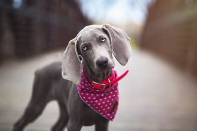 Weim Love