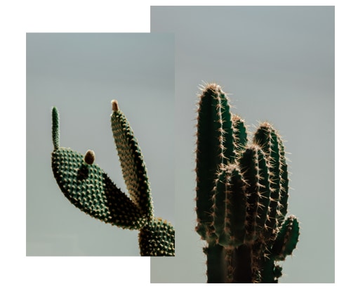 Cactus